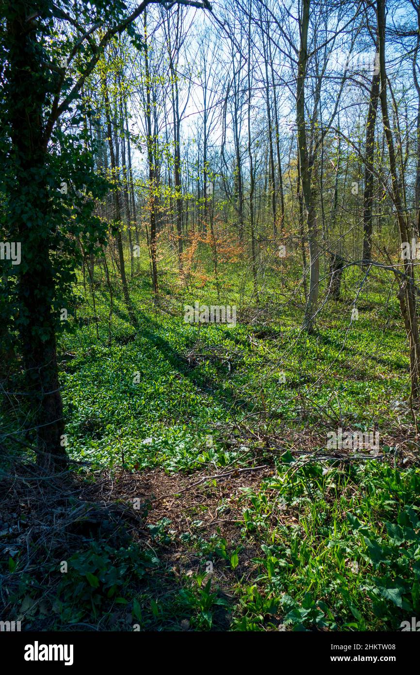 Bärlauch Pflanzen wachsen auf dem Waldboden Stock Photo