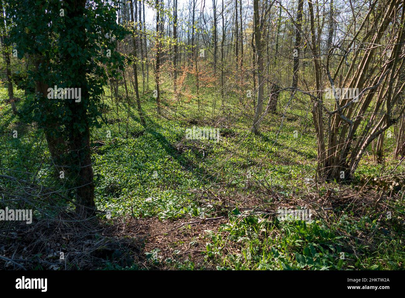 Bärlauch Pflanzen wachsen auf dem Waldboden Stock Photo