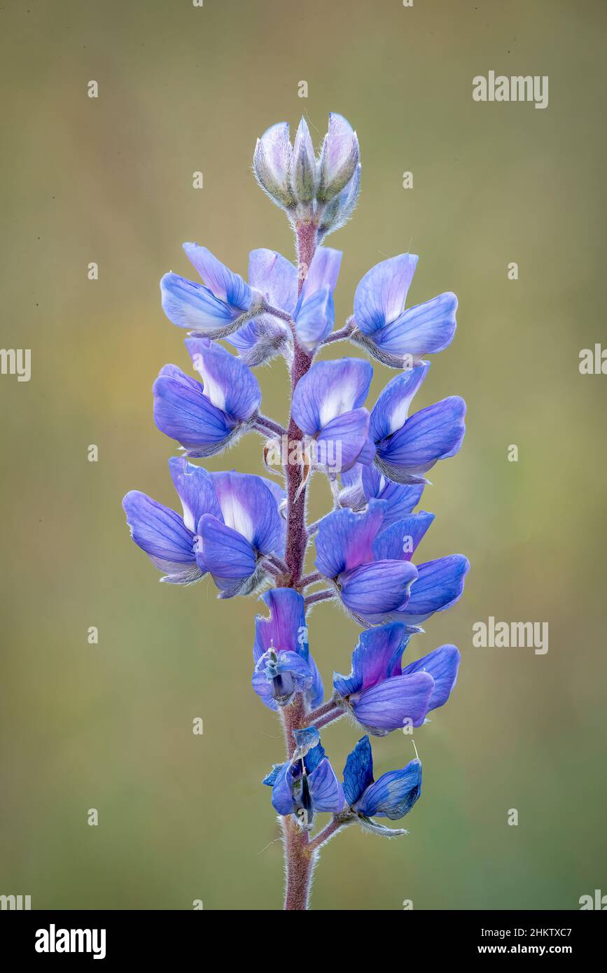 Silvery Lupine at Slough Creek; Yellowstone National Park. Stock Photo