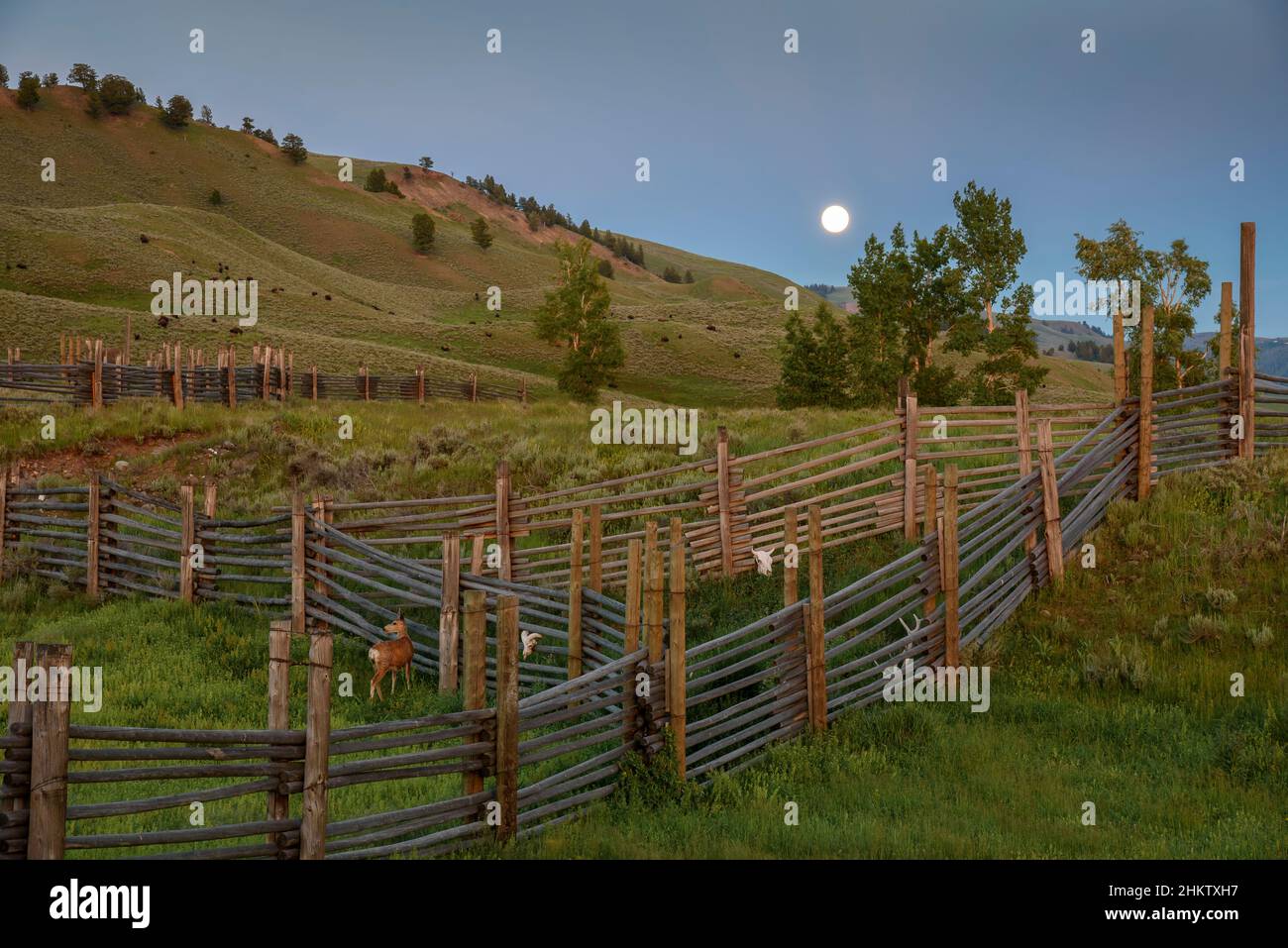 Full moon rising and a deer in the corrals at Lamar Buffalo Ranch, Yellowstone National Park, Wyoming. Stock Photo