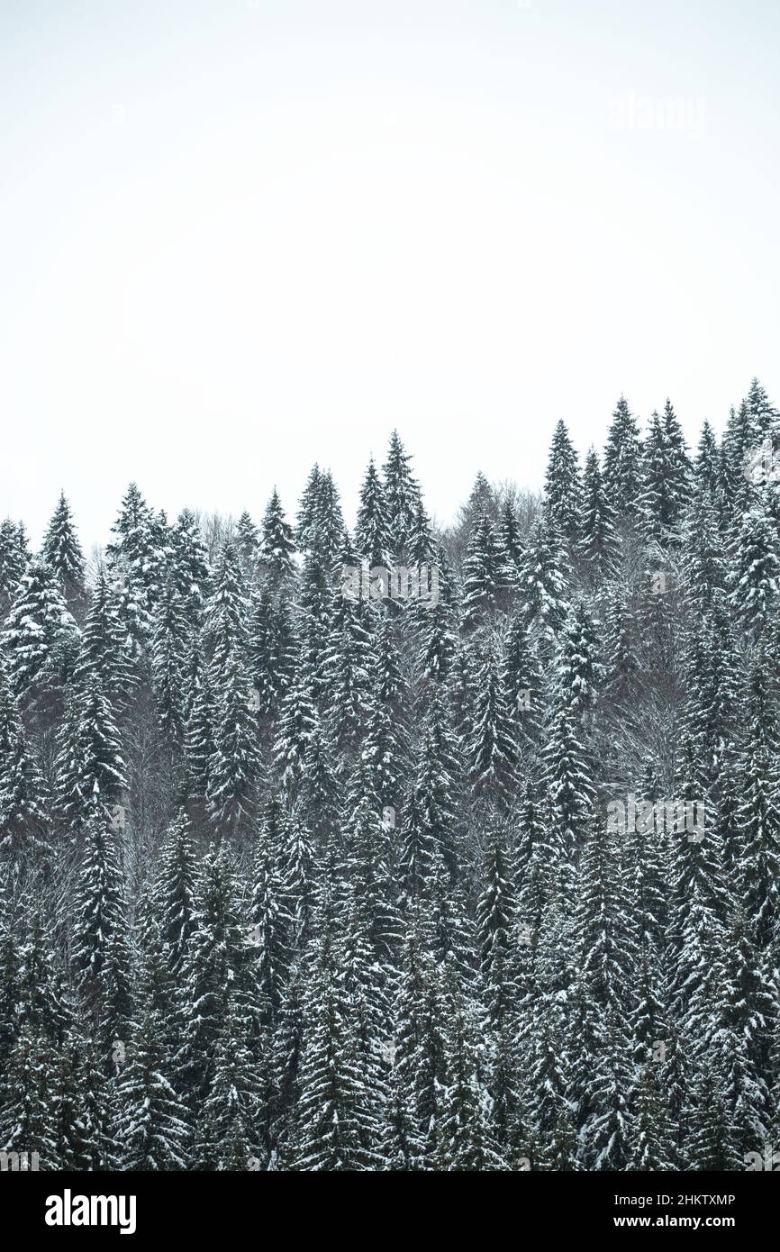 Pine trees covered with snow on the mountain slopes. Conifers in winter ...