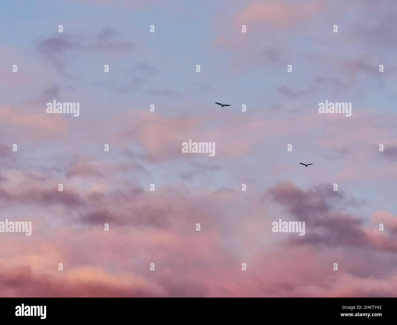 Photo of clouds in the sky at sunset and birds flying Stock Photo - Alamy