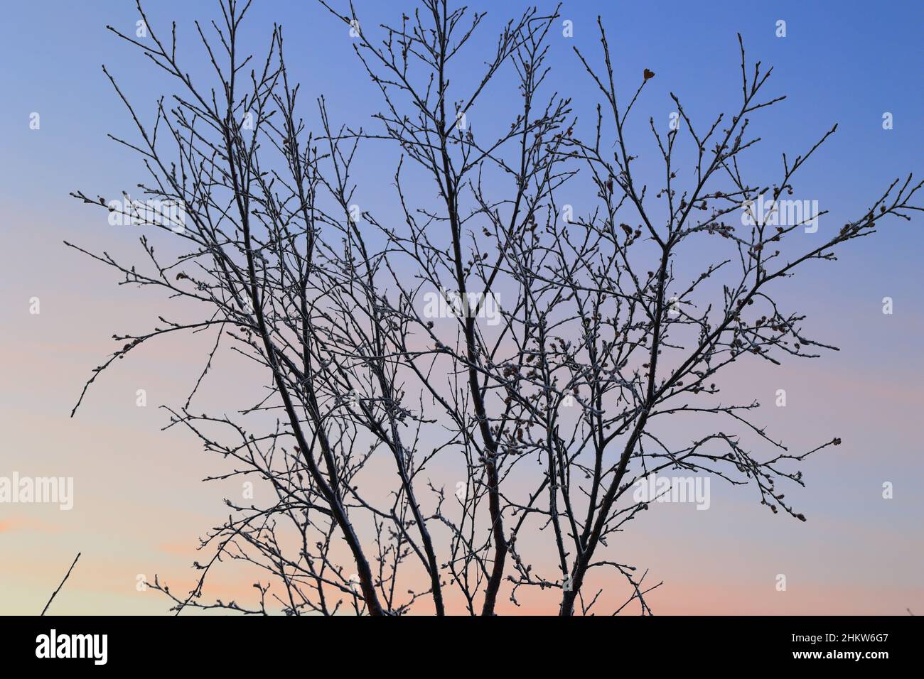 Lappland flora hi-res stock photography and images - Alamy