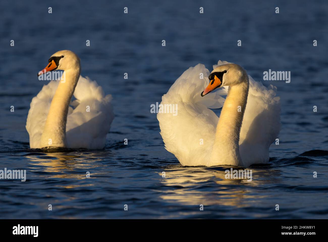 Pair of swimming Swans puffed up Stock Photo