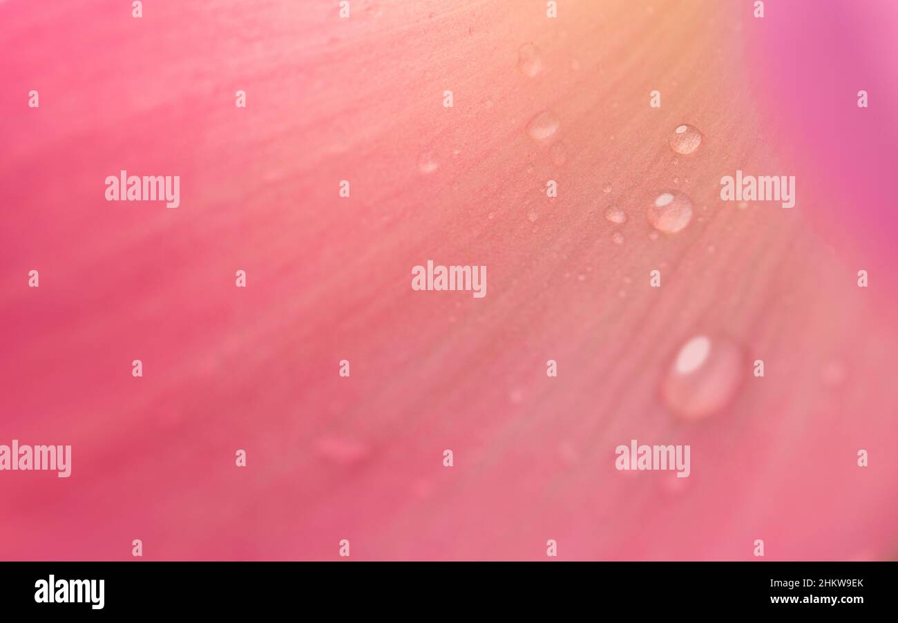 Close up Drop water on pink lotus lobes background. Stock Photo