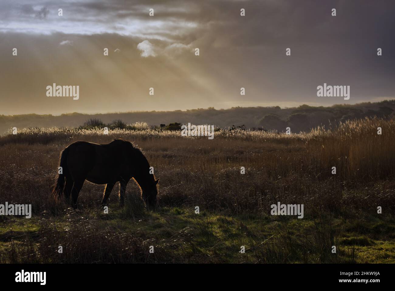 Backlit New Forest pony on the marshes Stock Photo