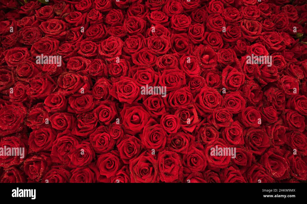 Red roses with water drop background. Stock Photo