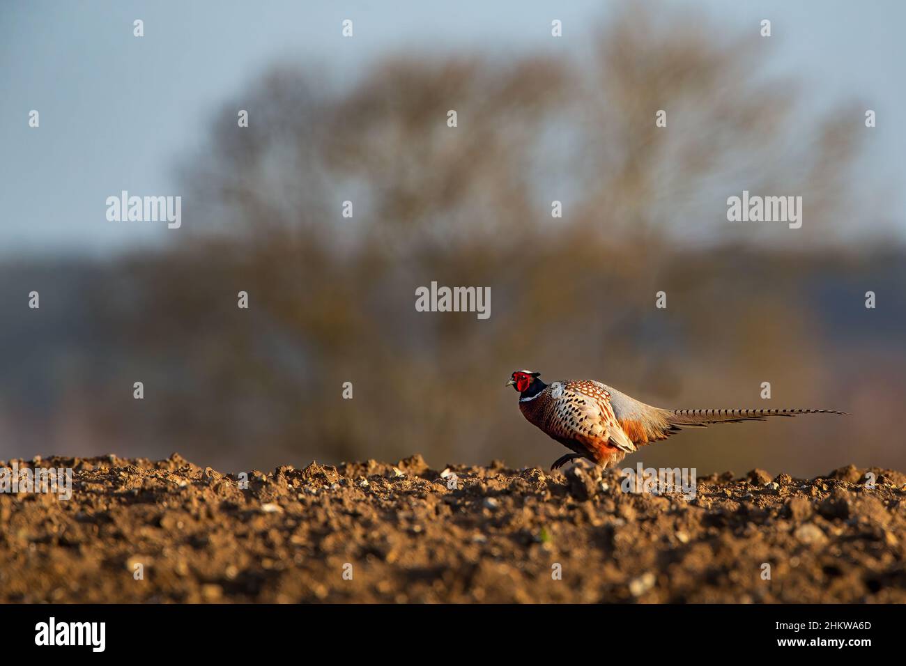 Pheasant on ploughed field Stock Photo