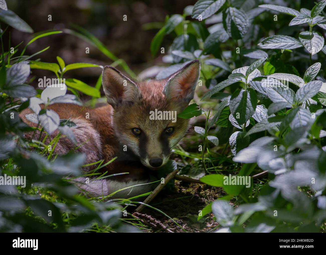 Fox cub in Suffolk countryside Stock Photo