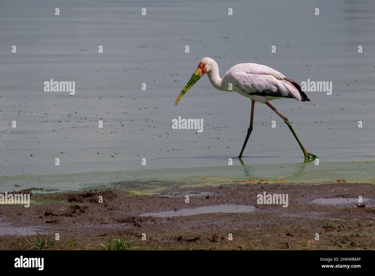 Milky Stork wading in the mangroves Stock Photo