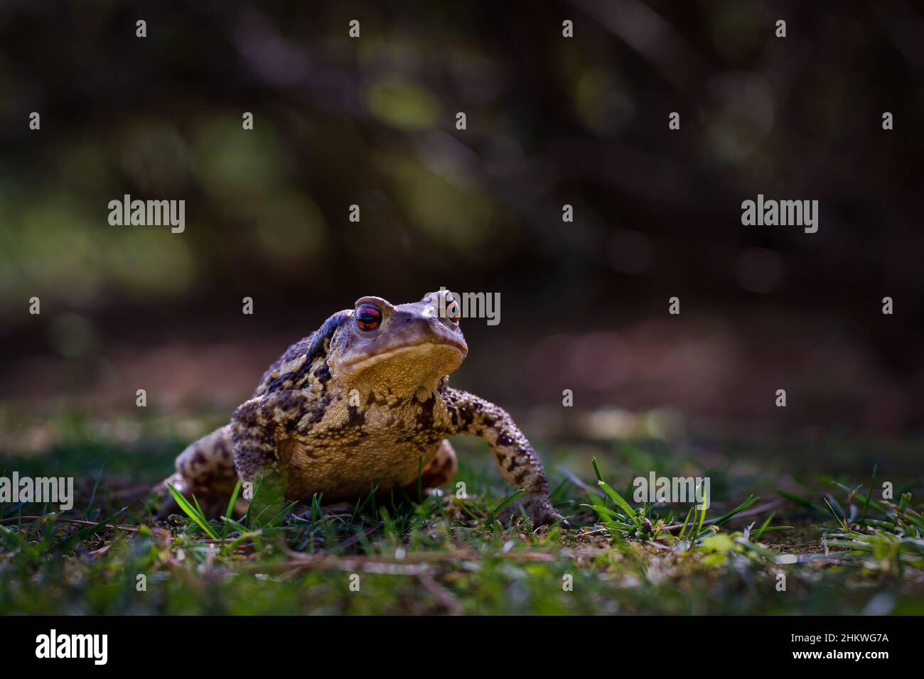 European Common toad Stock Photo