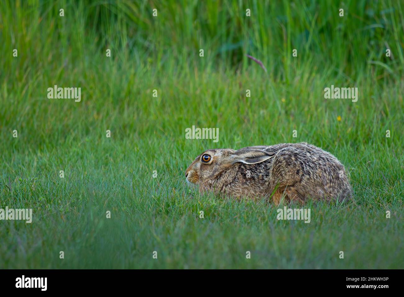 Brown hare in Suffolk Stock Photo