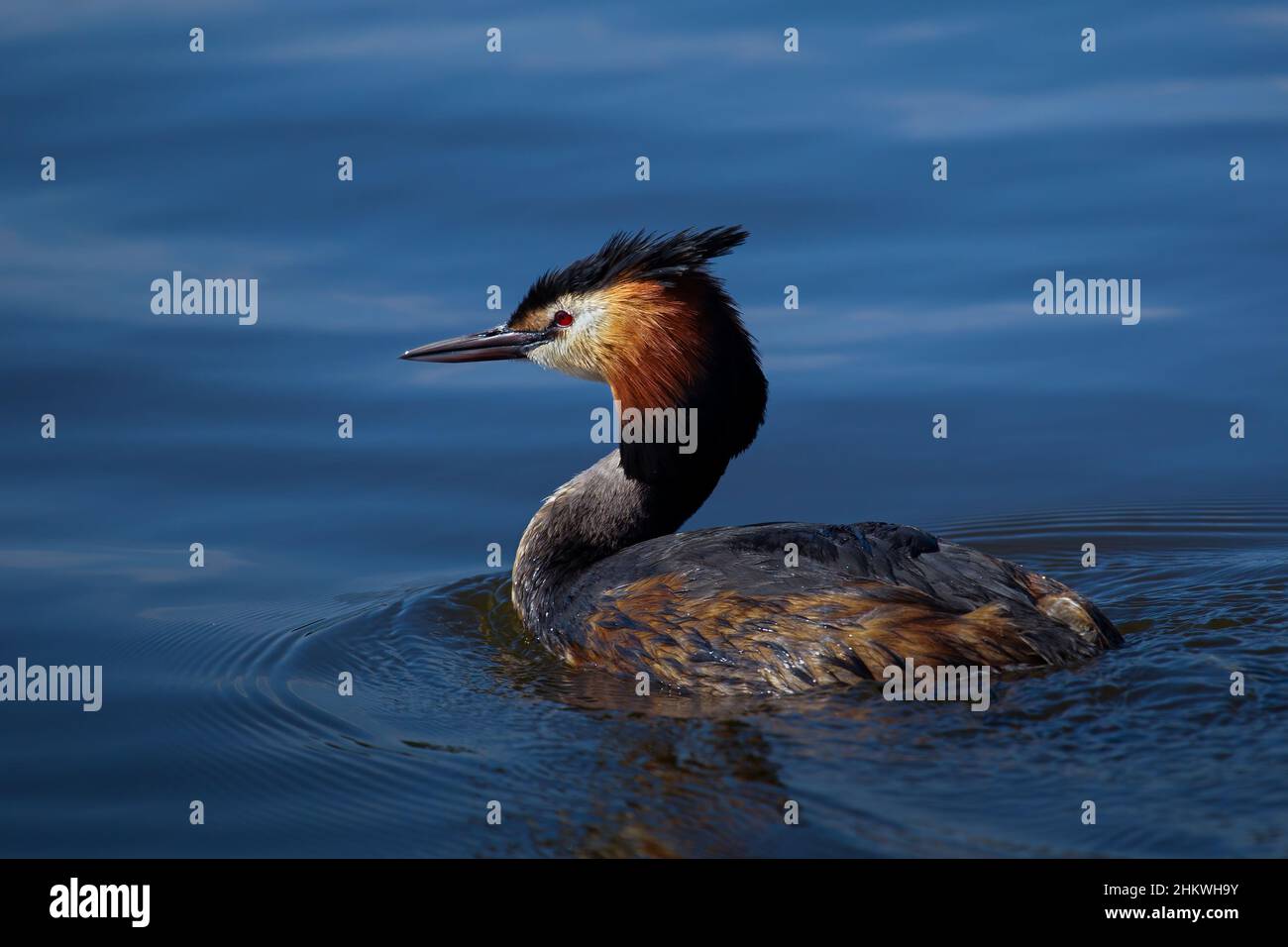 Great Crested Grebe swimming Stock Photo