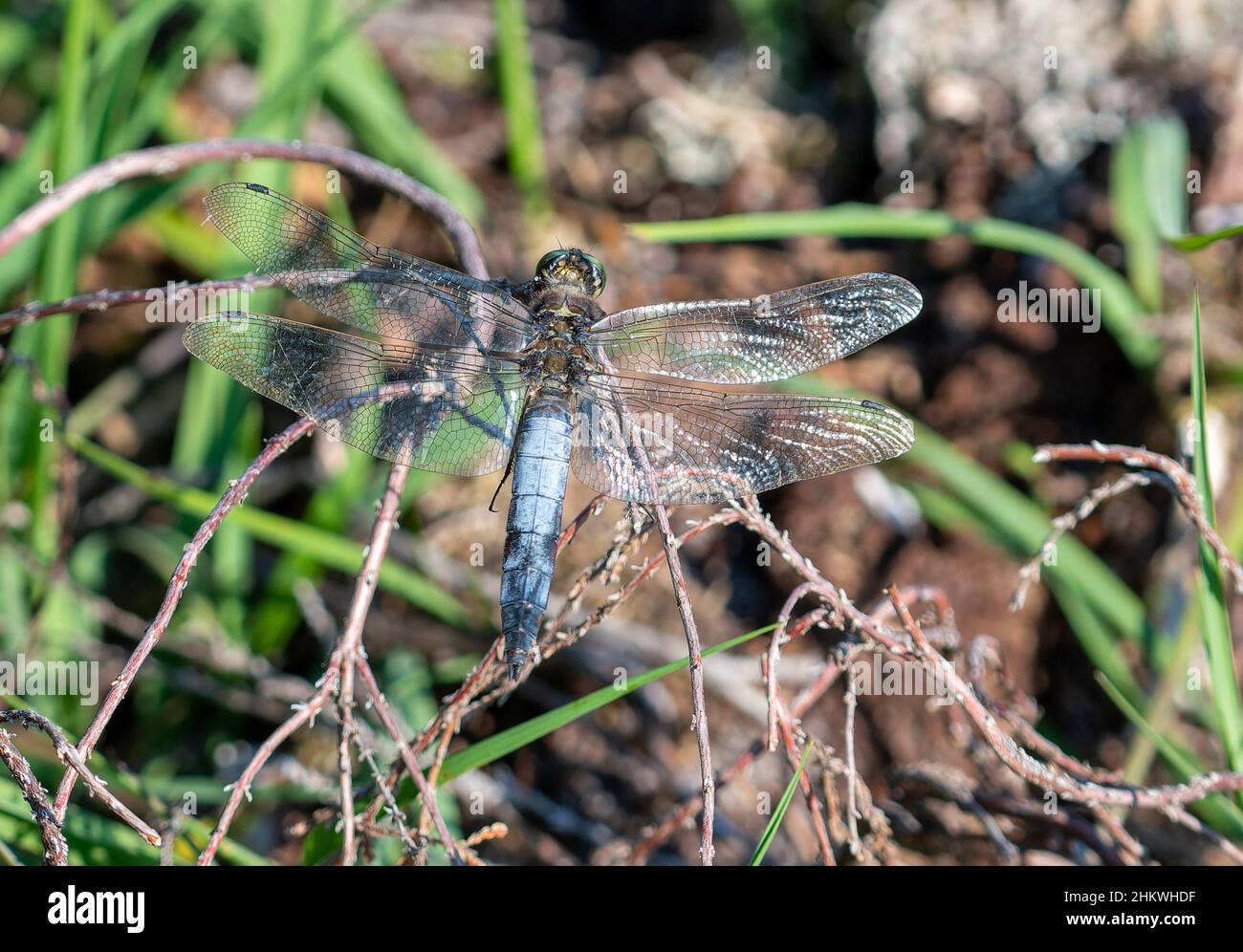 Shot of a beautiful Dragonfly on the plants Stock Photo - Alamy