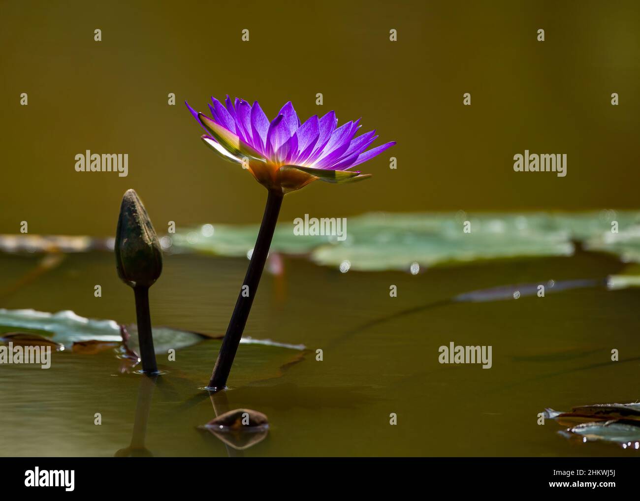 Purple water lily in Sri Lanka Stock Photo