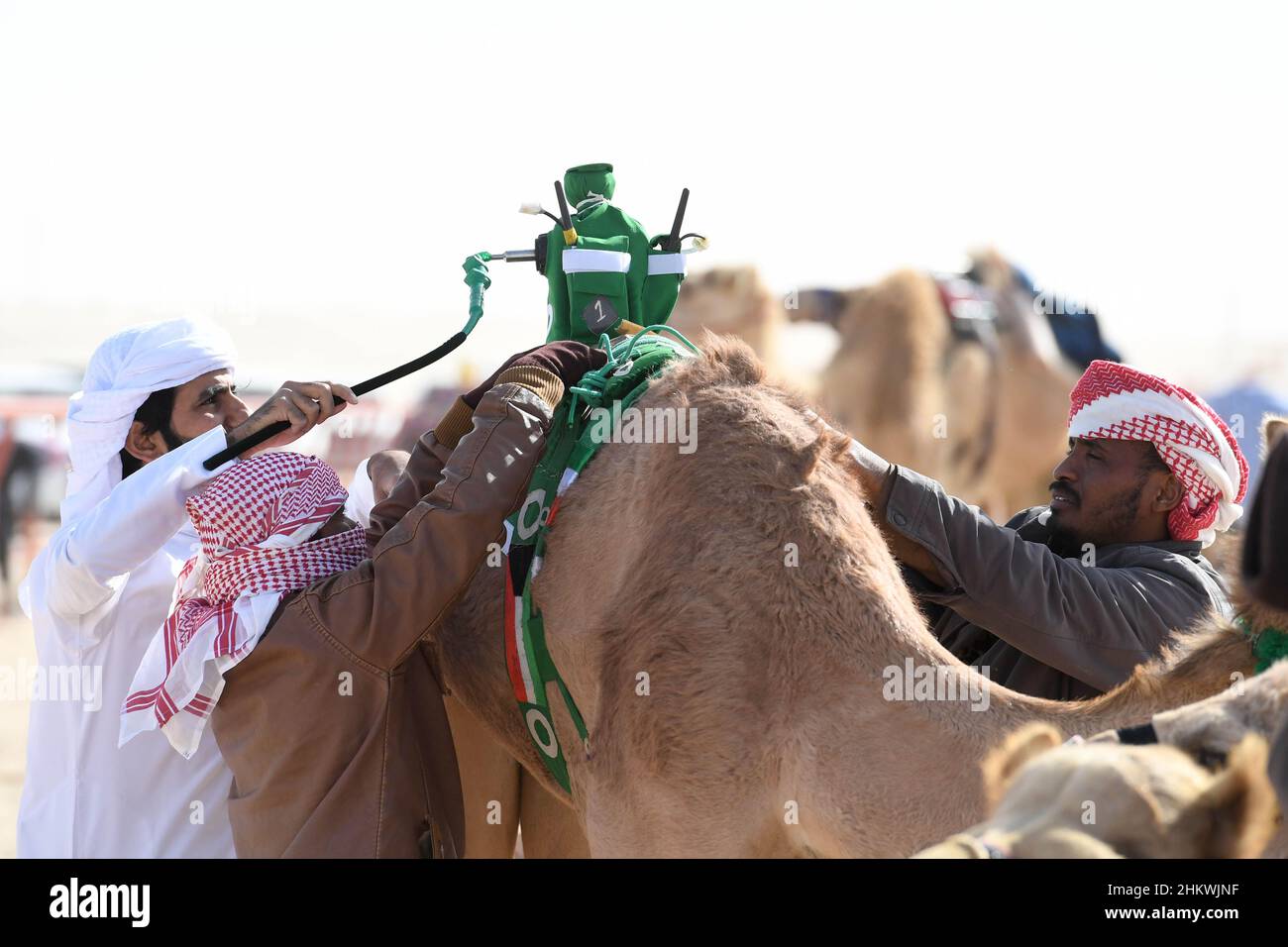Kuwait camel robot hires stock photography and images Alamy