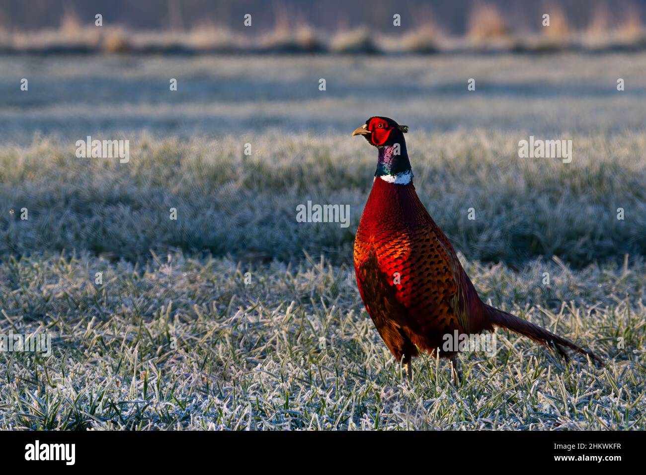 Pheasant on a frosty morning Stock Photo