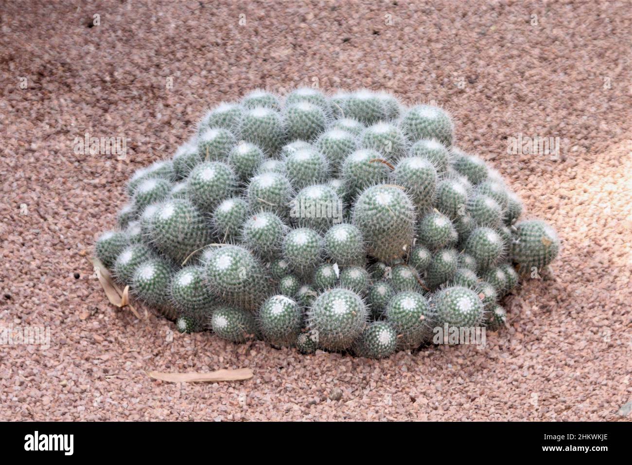 Mammillaria Geminispina, Pin Cushion Cactus, Marrakech, Morocco Stock Photo