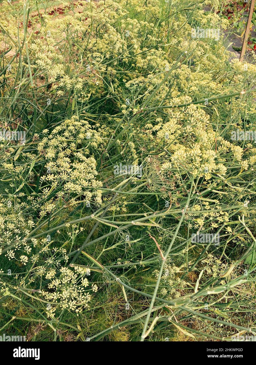 Closeup of a dill flower in a field Stock Photo - Alamy