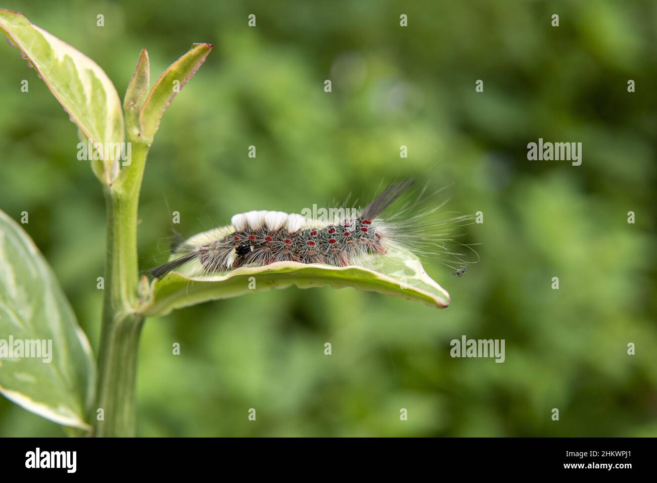 Close-up macro shot of a stinging caterpillar on a wet green leaf on a ...