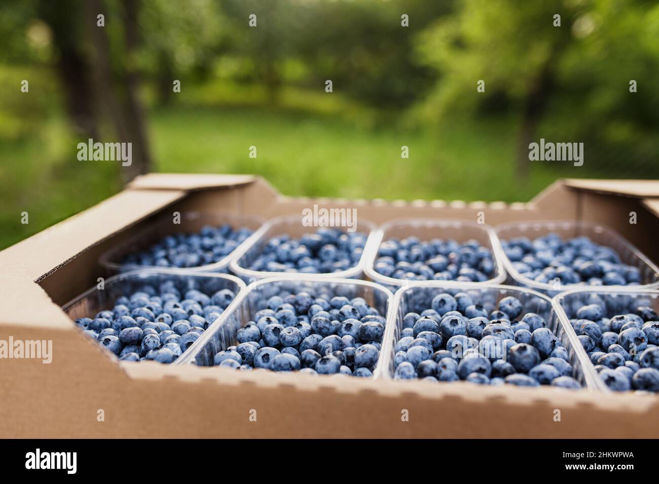 Box, crate or container with collected fresh blueberries. Berries agriculture business. Farmer cultivating and harvesting blueberry. Horticulture industry. Healthy eating concept. Blurred background Stock Photo