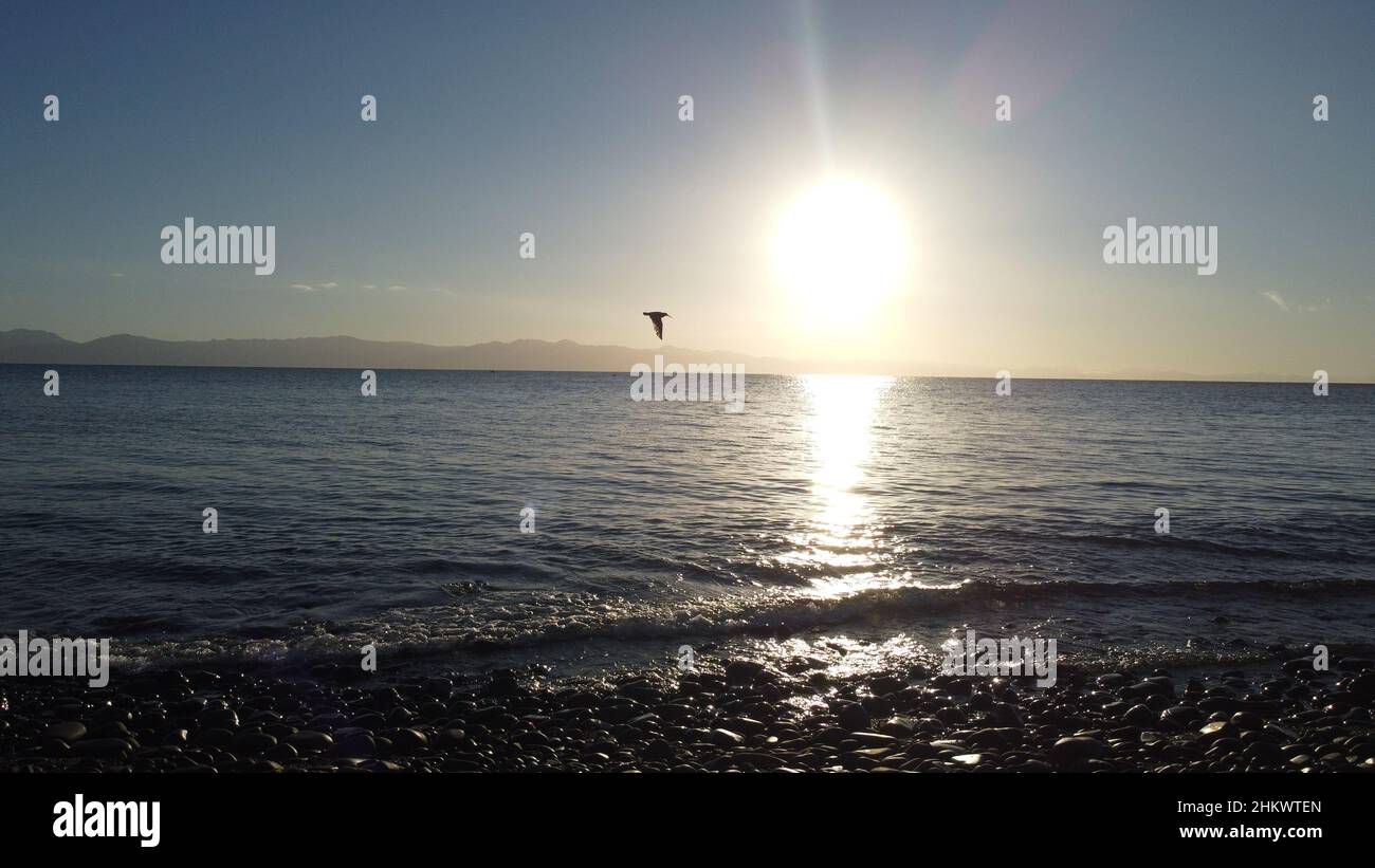 Drone animal sea hi-res stock photography and images - Alamy