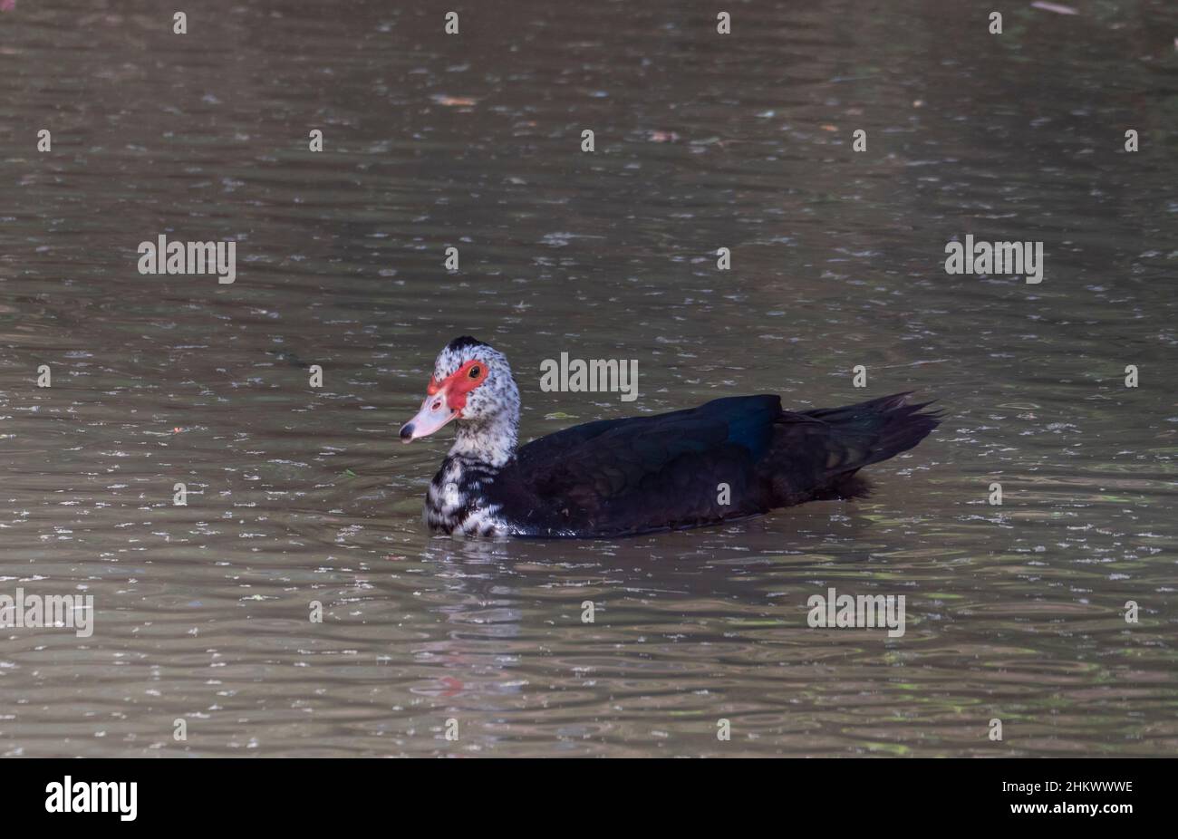 A Muscovy duck, Cairina moschata, native to Mexico and North America, introduced to Australia swimming in the Nogoa River, Emerald, Queensland. Stock Photo