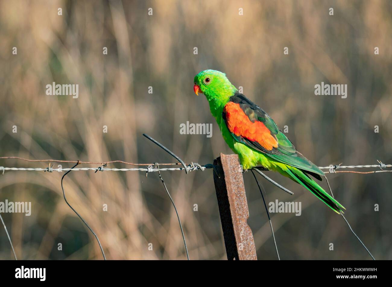 Male Red-winged parrot, Aprosmictus erythropterus, perched on a wire fence in farmland in regional Australia. Stock Photo
