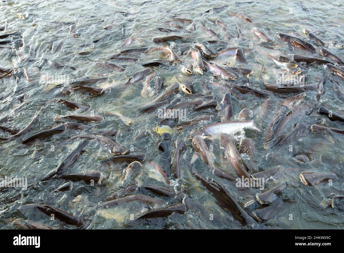 Pangasius sutchi deals