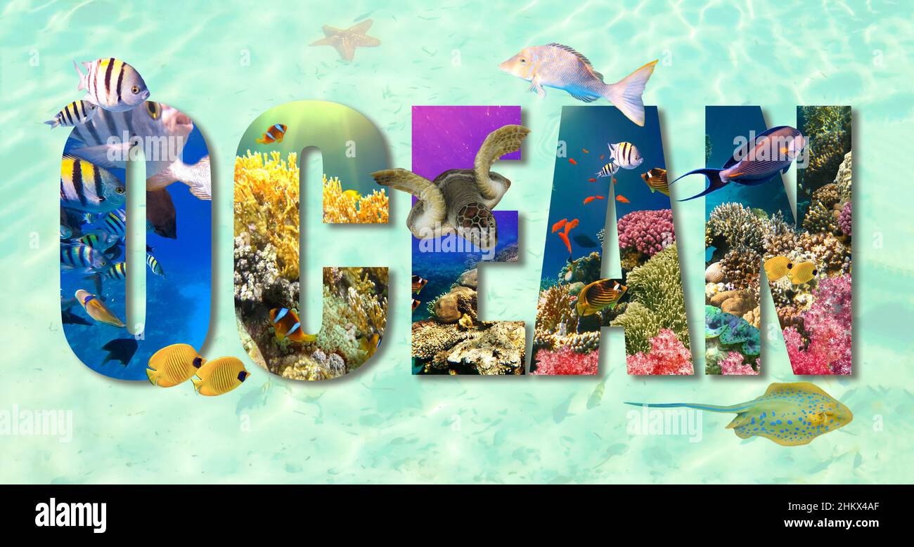Collage abou underwater paradise. Background with coral reef and wildlife nature. Colorful fish with text ocean isolated on white background Stock Photo