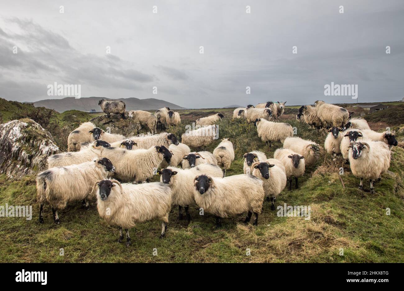 Allihies, Cork, Ireland. 05th February, 2022. Sheep gather on a hillside outside Allihies in West Cork, Ireland. - Credit; David Creedon / Alamy Live News Stock Photo