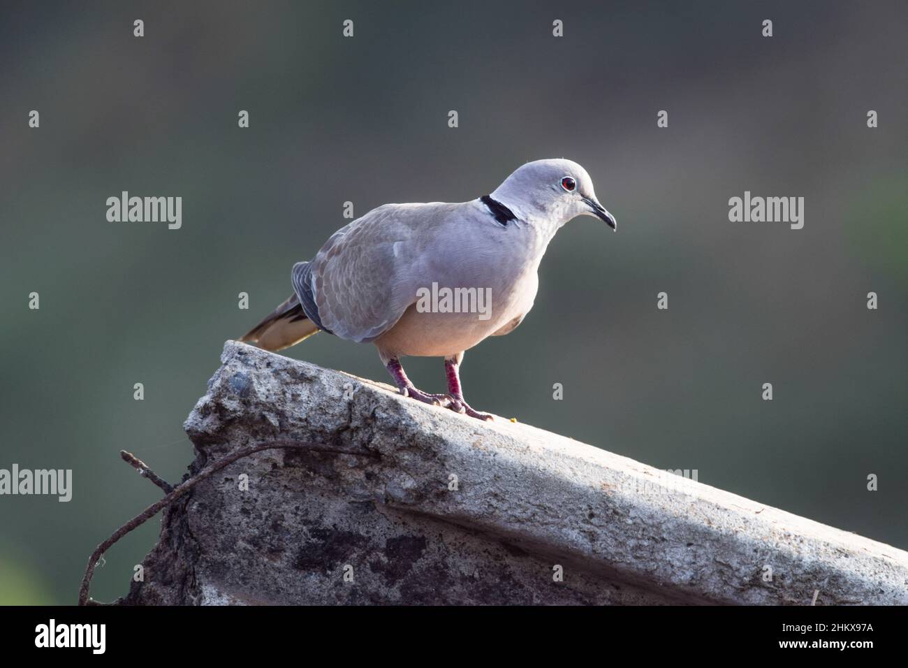 European colour ring birding hi-res stock photography and images - Alamy
