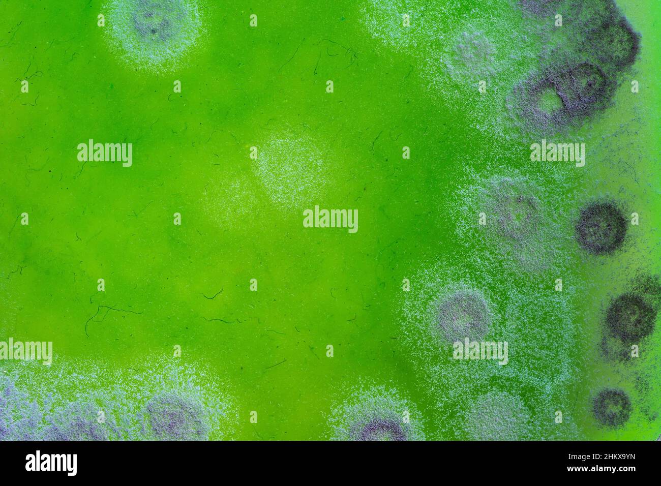 Close-up of the mould on a green slime Stock Photo