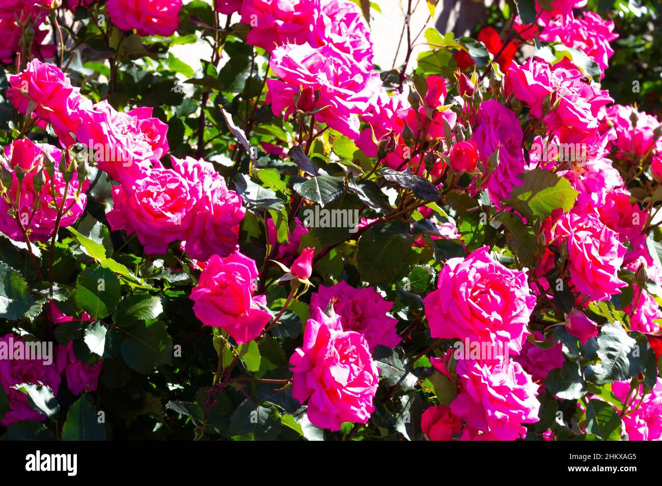 Pink bush roses hi-res stock photography and images - Alamy