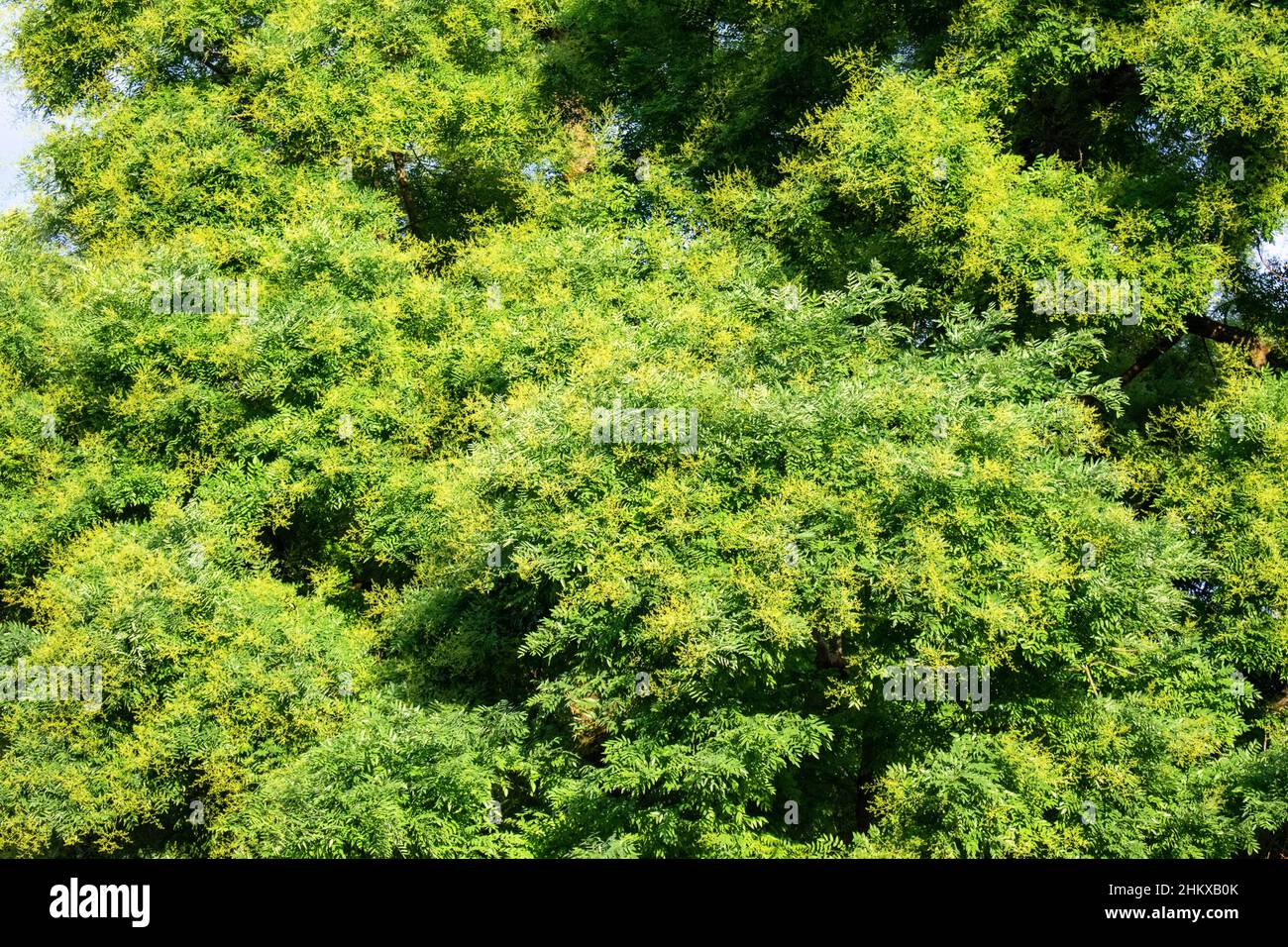 Majestic green foliage of the Sophora Japonica in summer, Feltre, Belluno, Italy Stock Photo
