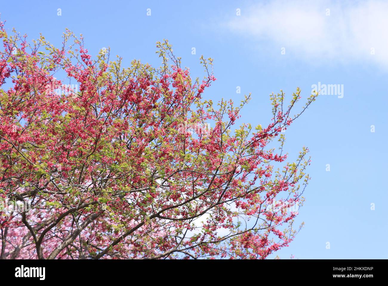 Branches of flowering cherry trees under the blue sky Stock Photo - Alamy