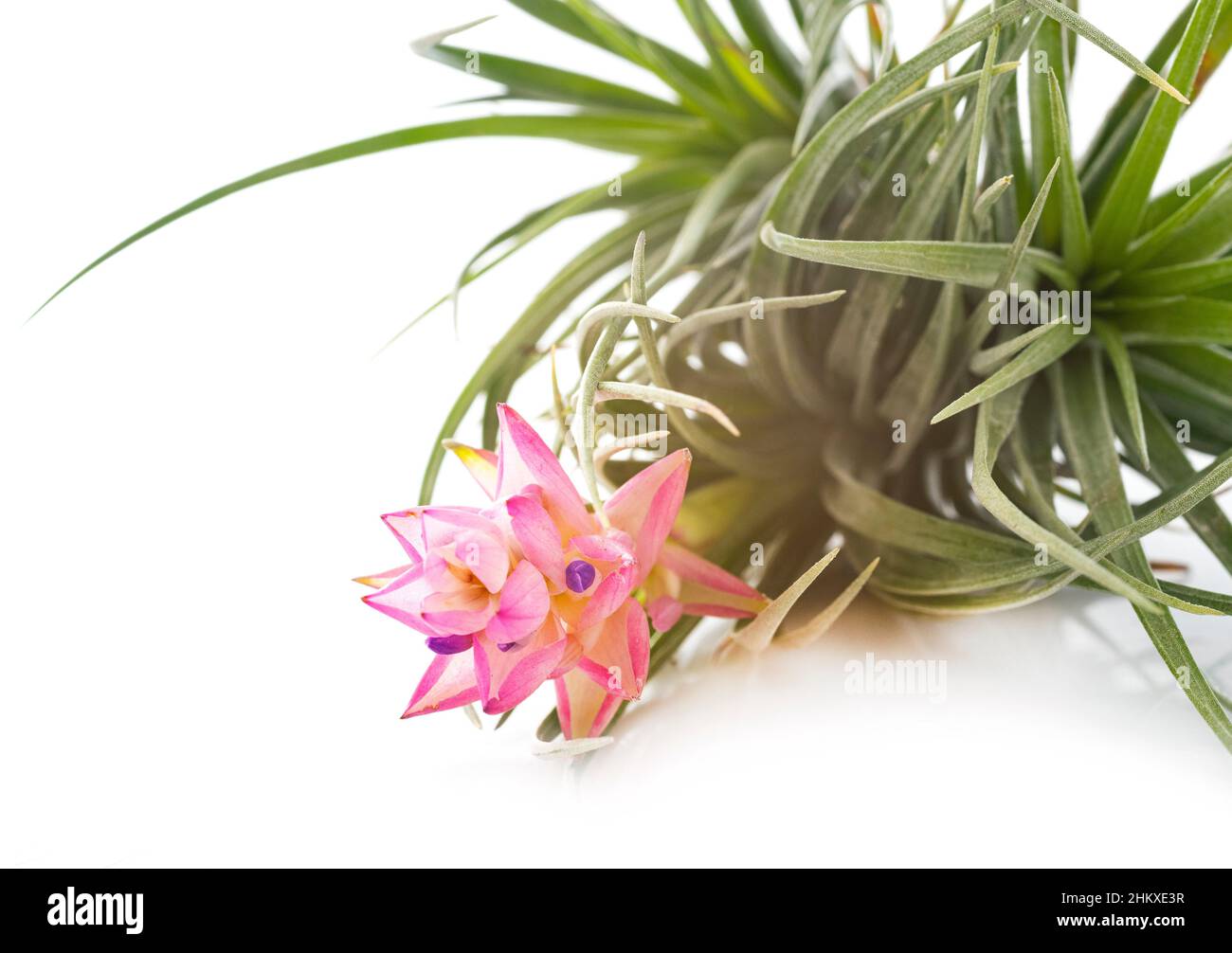 tillandsia plant in front of white background Stock Photo