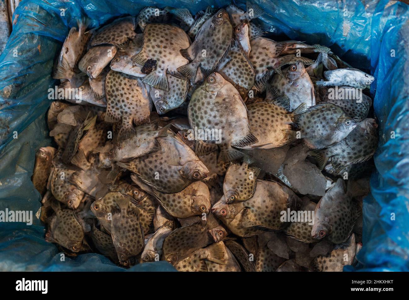 Scatophagus argus, Scatophagidae, Kolkata Fish Market, India, Asia Stock Photo