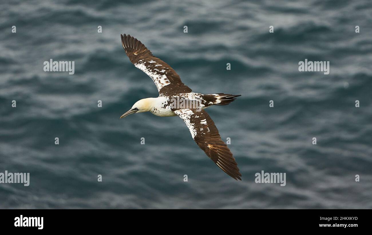 Iceland bird albatross hi-res stock photography and images - Alamy