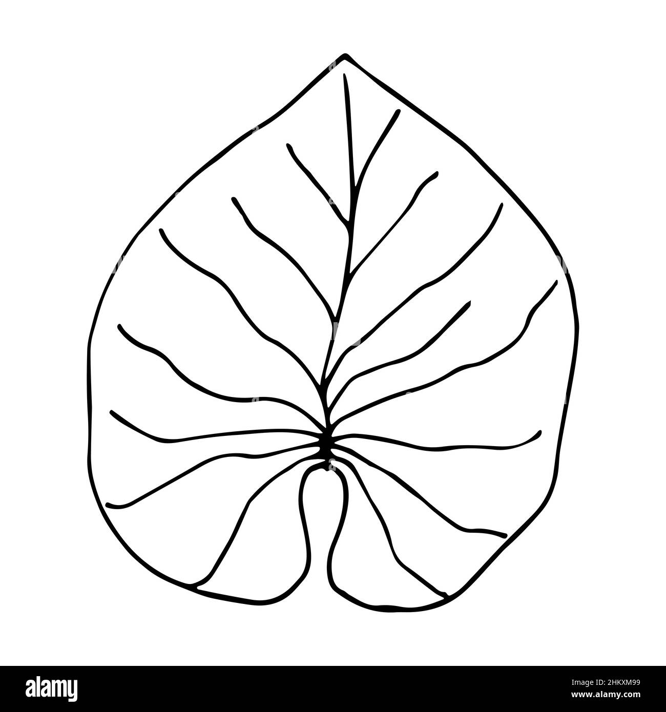 Water lily leaf illustration in doodle style. Hand drawn vector tropical plant isolated on white background Stock Vector