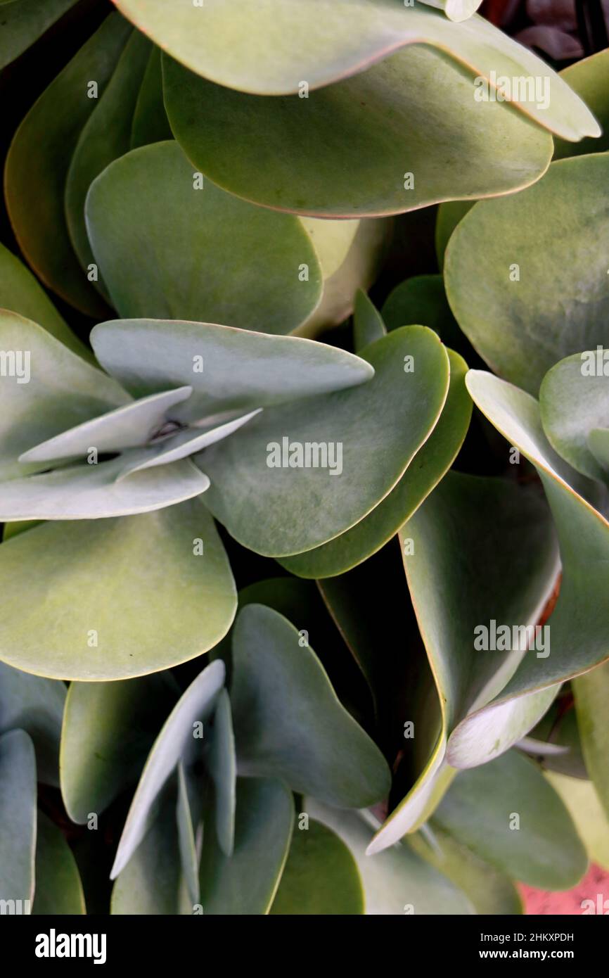 Closeup of round leaves of green plant in Australia Stock Photo - Alamy