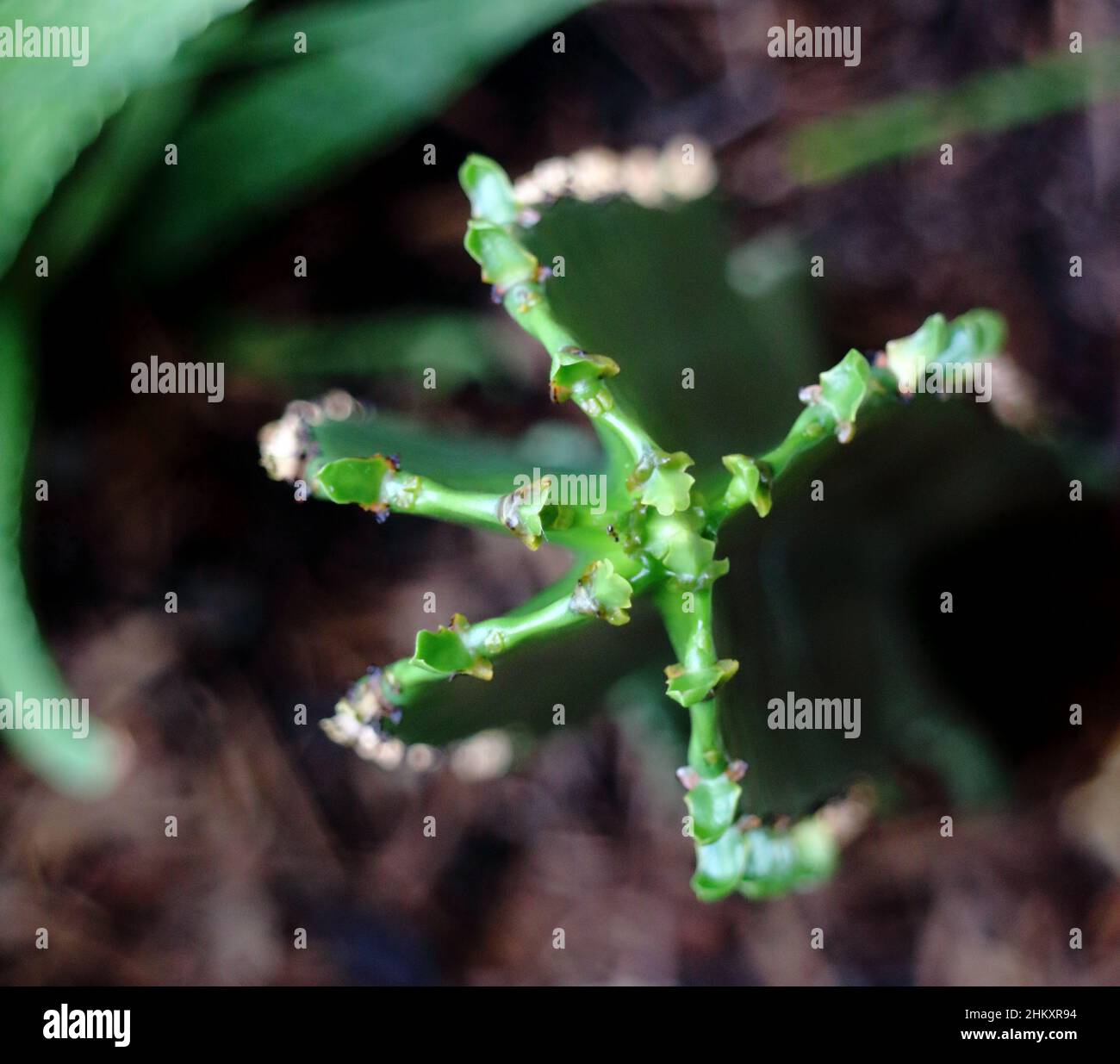 Top down view of a cactus that looks like a weird alien plant or insect. Stock Photo