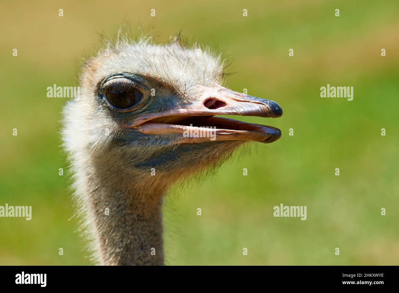 Ostrich (Struthio camelus) in the Natural Park of Cabarceno, Cantabria, Spain, Europe Stock Photo