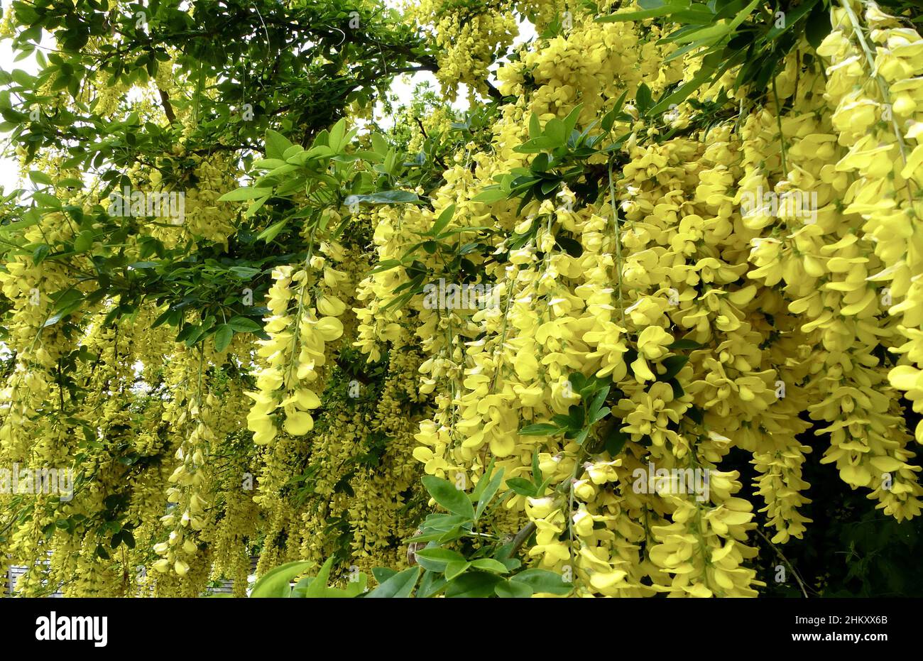Yellow Laburnum anagyroises, Golden Chain Tree, Golden Rain Tree Stock