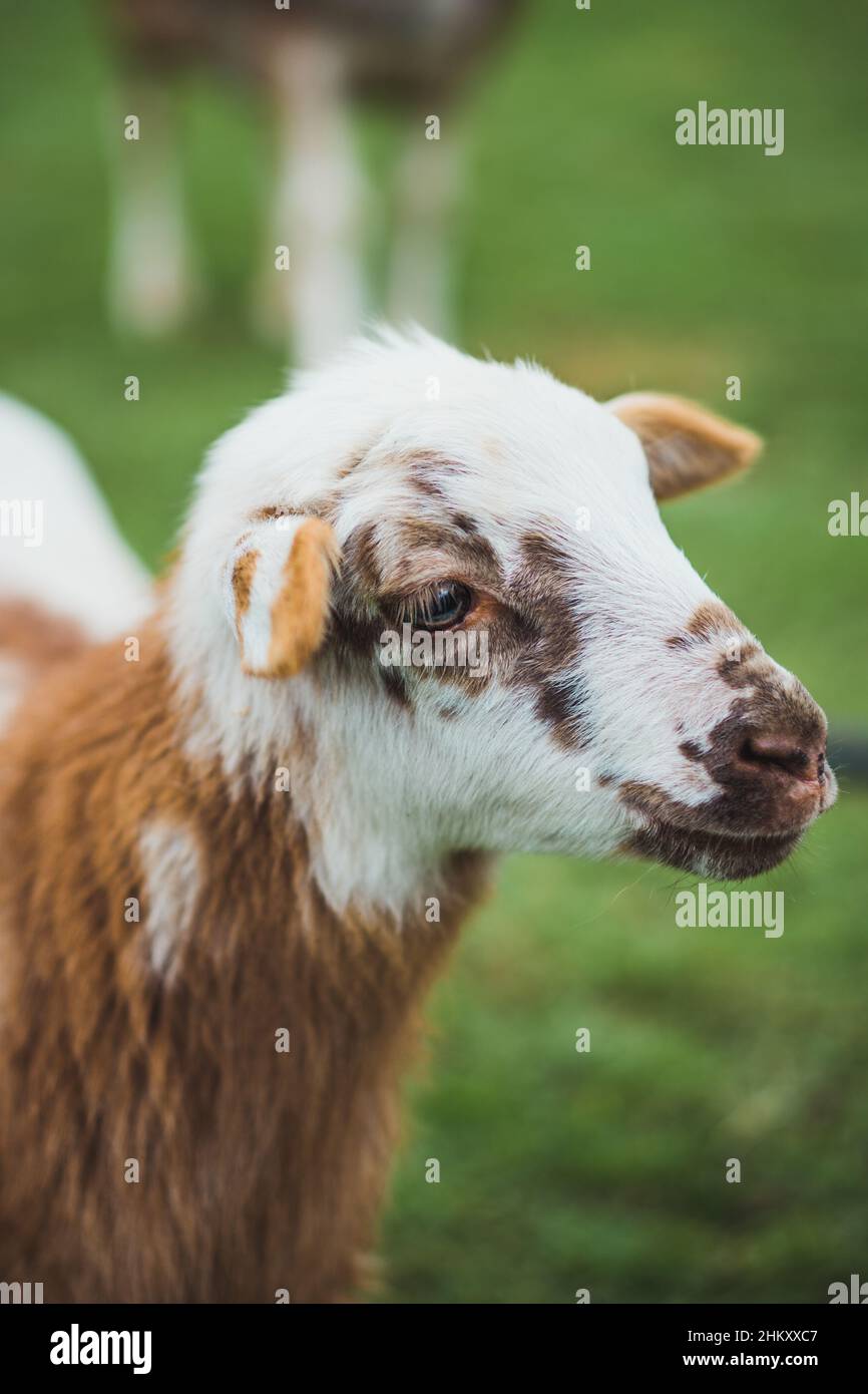 Cute lamb in a family farm Stock Photo - Alamy