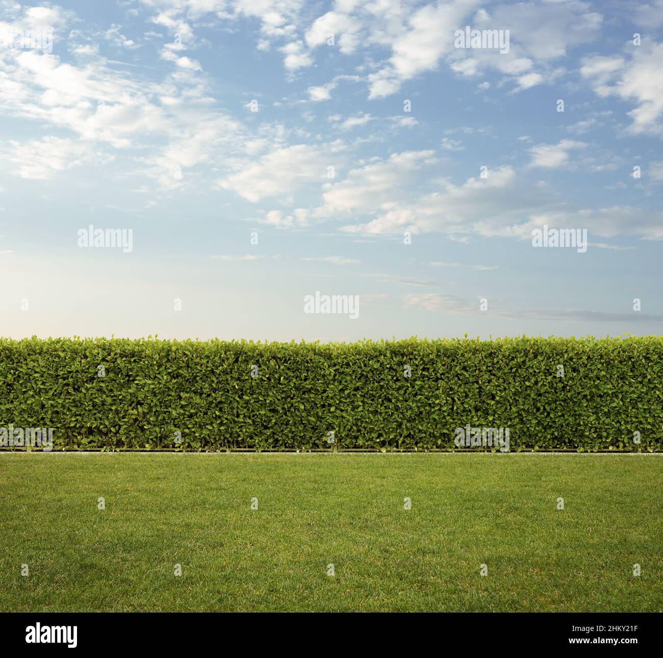 Back yard, close up of trimmed hedge fence on the grass with copy space Stock Photo