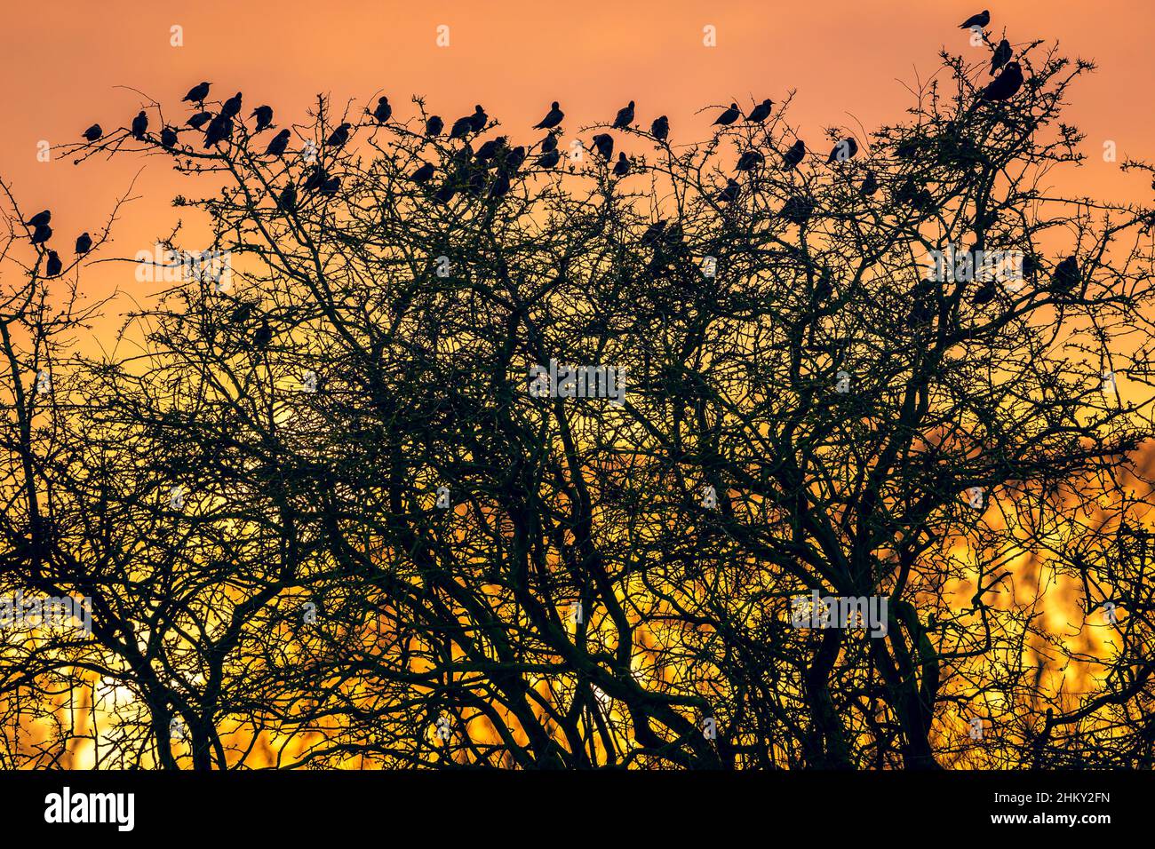 Silhouette of a flock of starlings in winter, roosting in a leafless tree just as a beautiful dawn breaks over the Yorkshire Wolds, UK.  Horizontal. Stock Photo