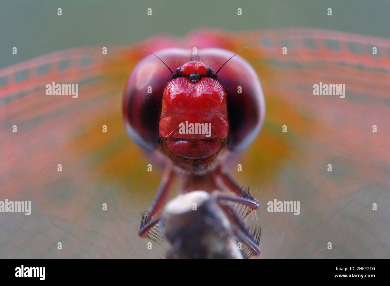 A portrait of a red dragonfly Stock Photo
