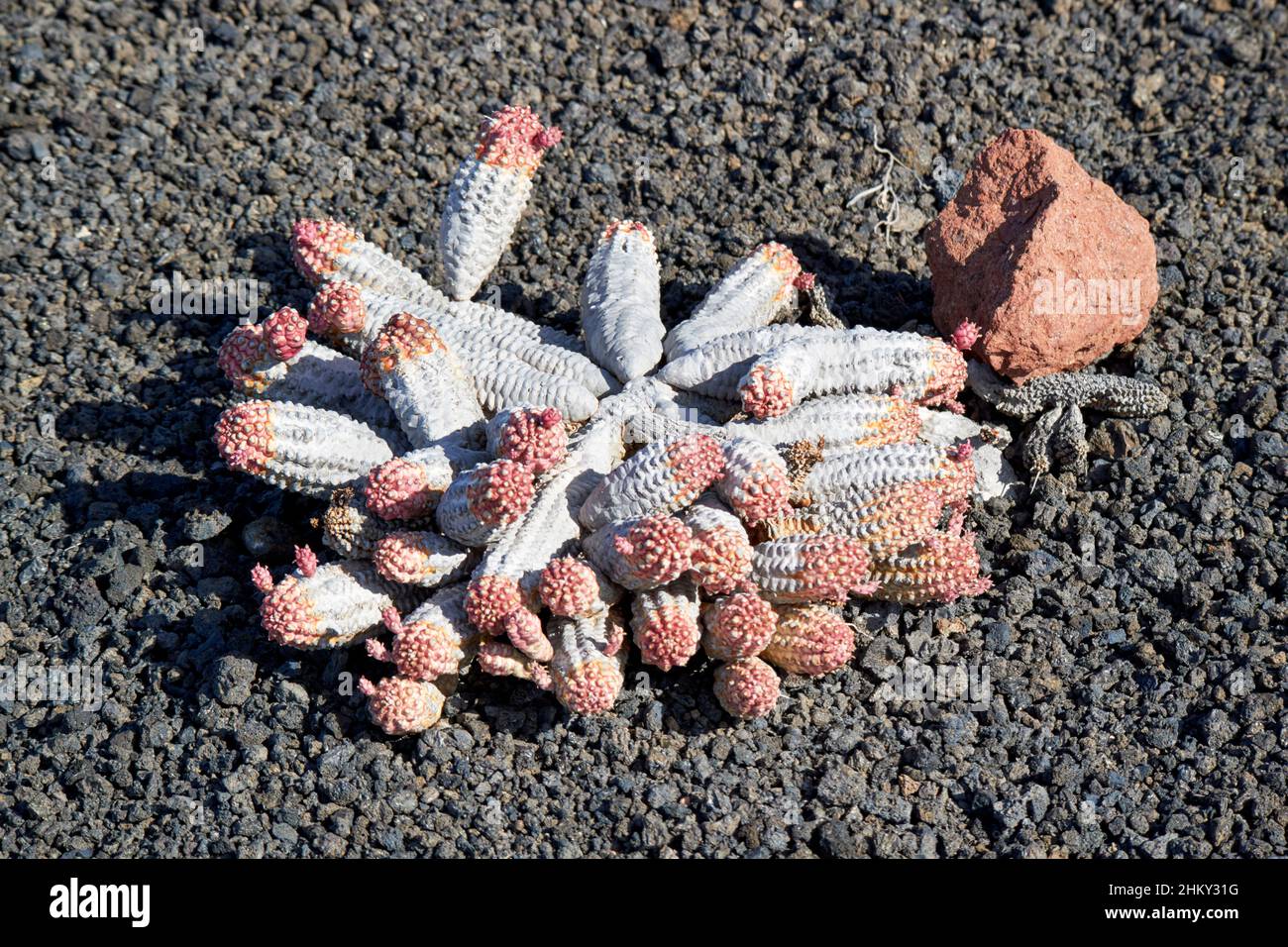 euphorbia mammillaris variegata white grey with pink red tip succulent plant growing in a cactus garden in volcanic stones in Lanzarote Canary Islands Stock Photo