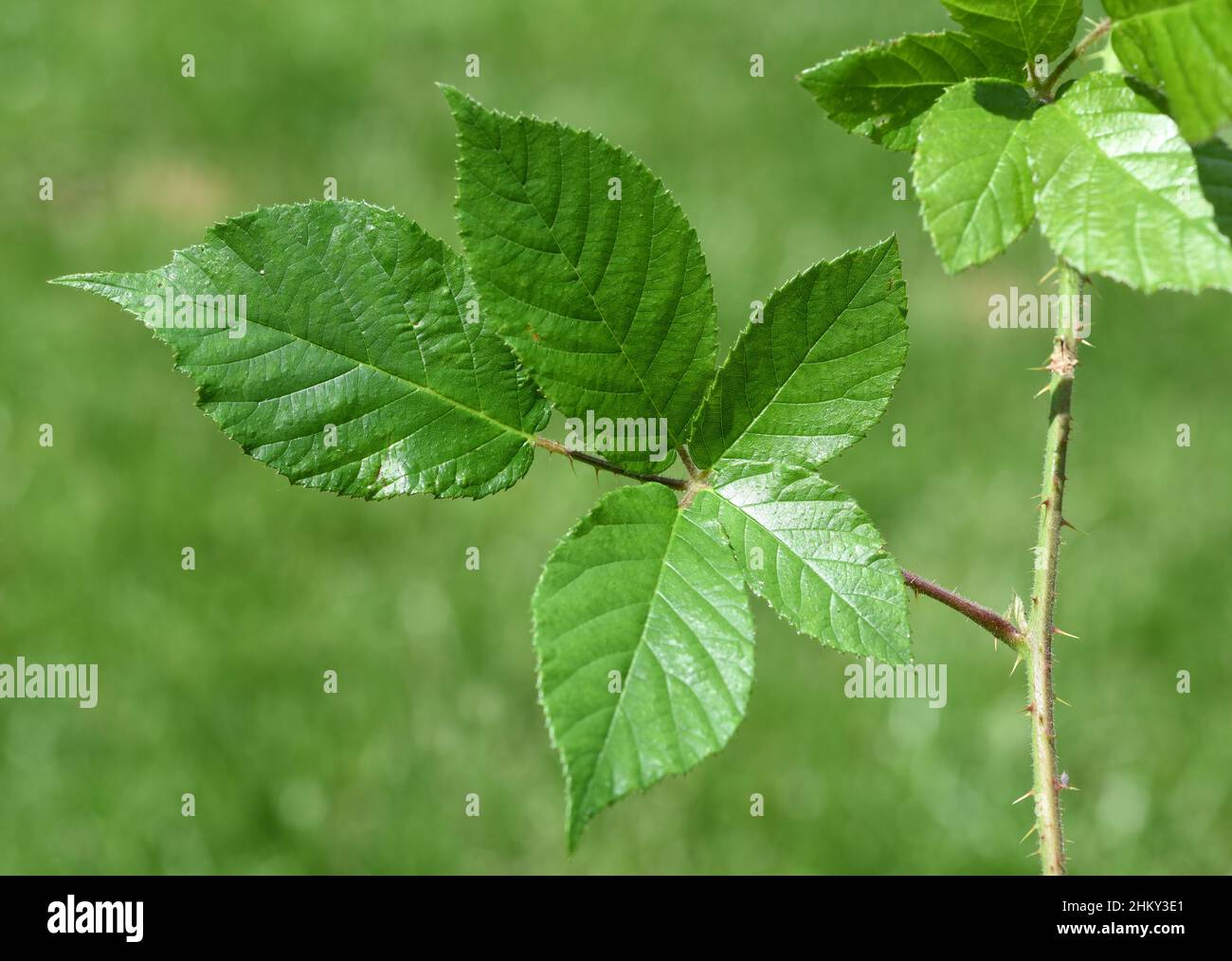 Brombeerblaetter, Rubus fructicosa, werden als Heilpflanzenzutaten verwendet. Blackberry leaves, Rubus fructicosa, are used as medicinal plant ingredi Stock Photo